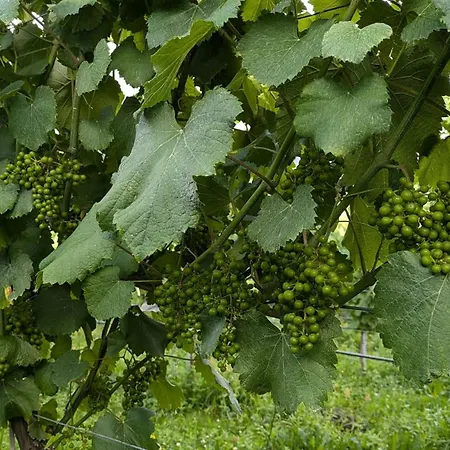 Casinha Ponte Nova *