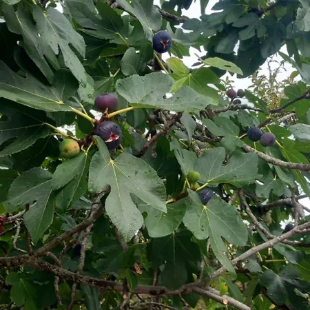 Casa vacanze Casinha Ponte Nova