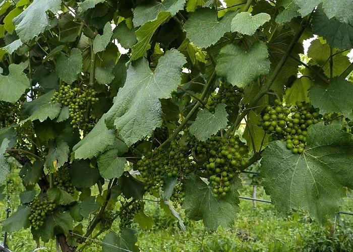 Casinha Ponte Nova *