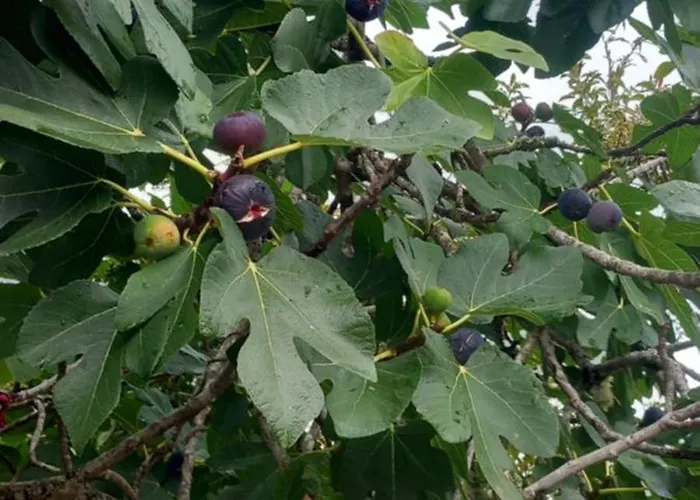 Сasa de vacaciones Casinha Ponte Nova